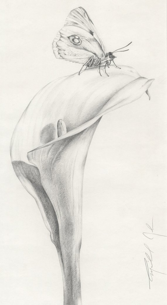 570x1039 Calla Lily Amp Butterfly Original Pencil Drawing Etsy - Calla Lily Sketch