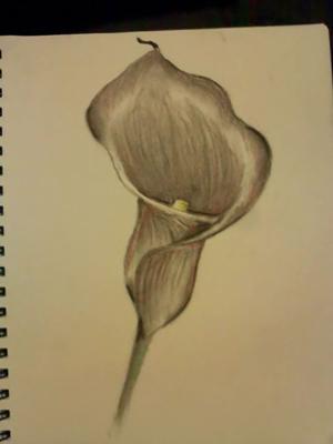 300x400 Calla Lily - Calla Lily Sketch