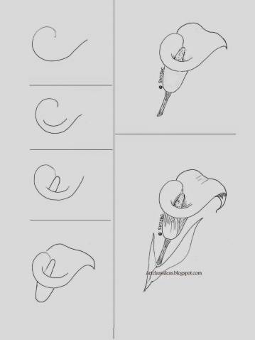359x478 Drawing Realistic Flowers Step By Step Elegant Calla Lily Art - Calla Lily Sketch