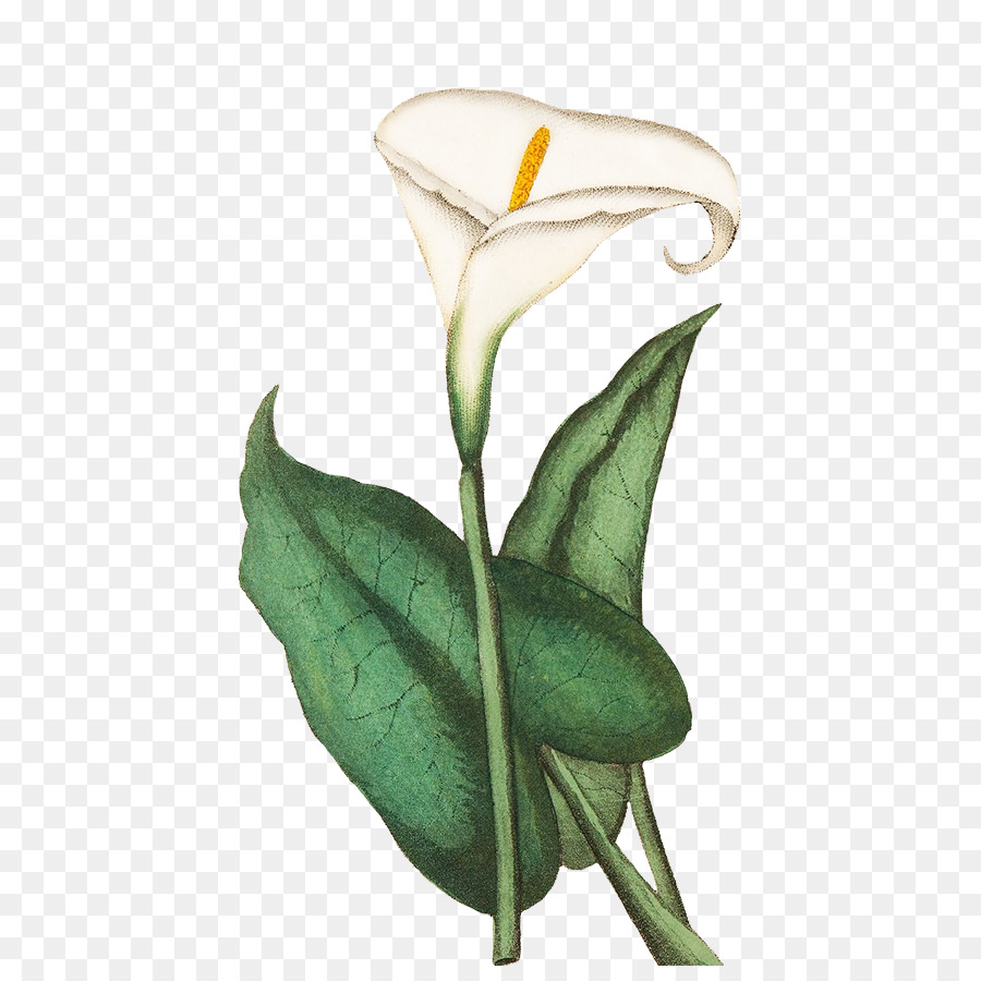 900x900 Greeting Amp Note Cards Drawing Flower Sketch - Calla Lily Sketch