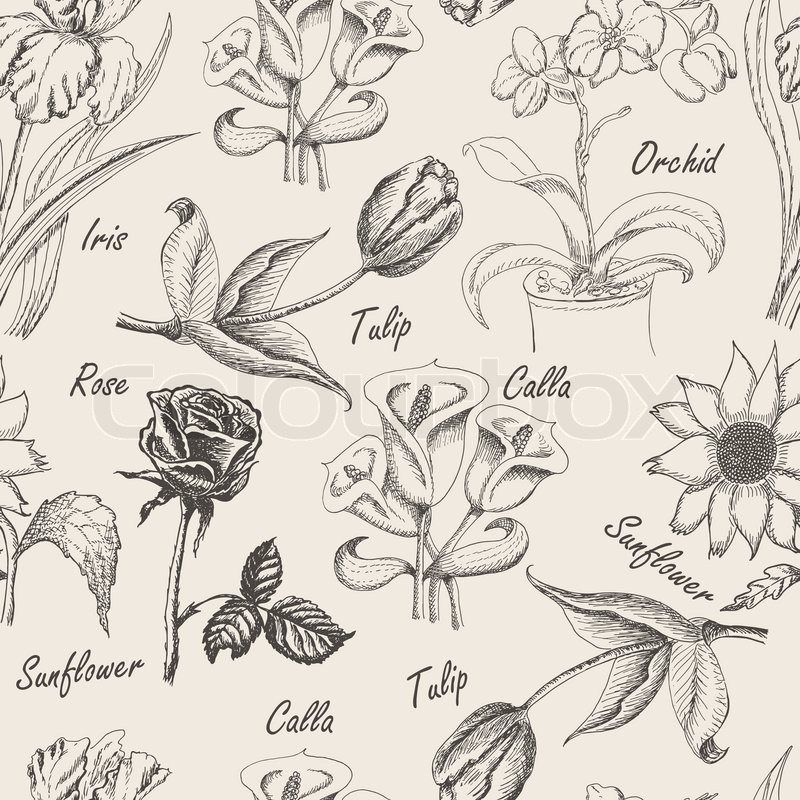 800x800 Hand Drawing Seamless Patern Of Flowers. Iris, Calla Lily, Tulip - Calla Lily Sketch