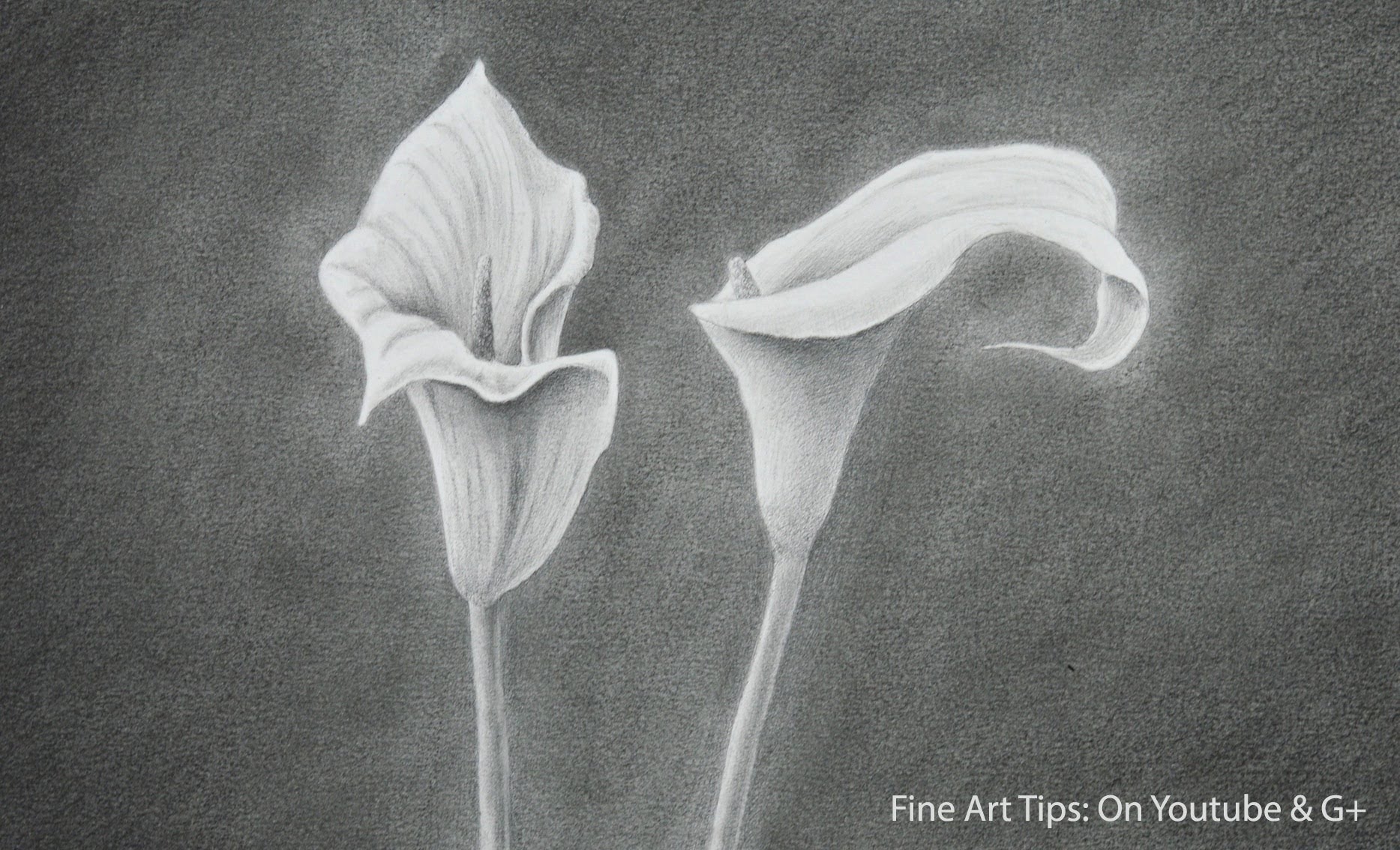 1867x1134 How To Draw A Calla Lily - Calla Lily Sketch