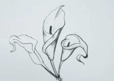 450x321 How To Draw A Calla Lily - Calla Lily Sketch