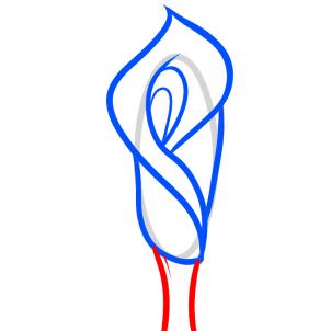 302x302 How To Draw How To Draw A Lily For Kids, Calla Lily - Calla Lily Sketch