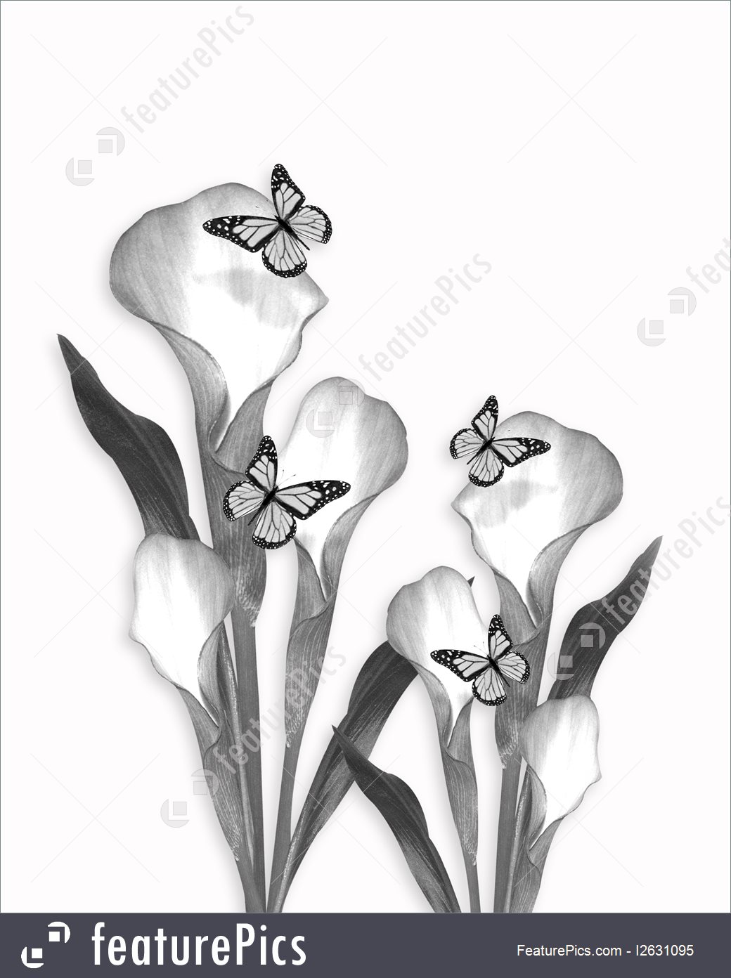 1040x1392 Illustration Of Calla Lily And Butterflies Pencil Sketch Drawing - Calla Lily Sketch