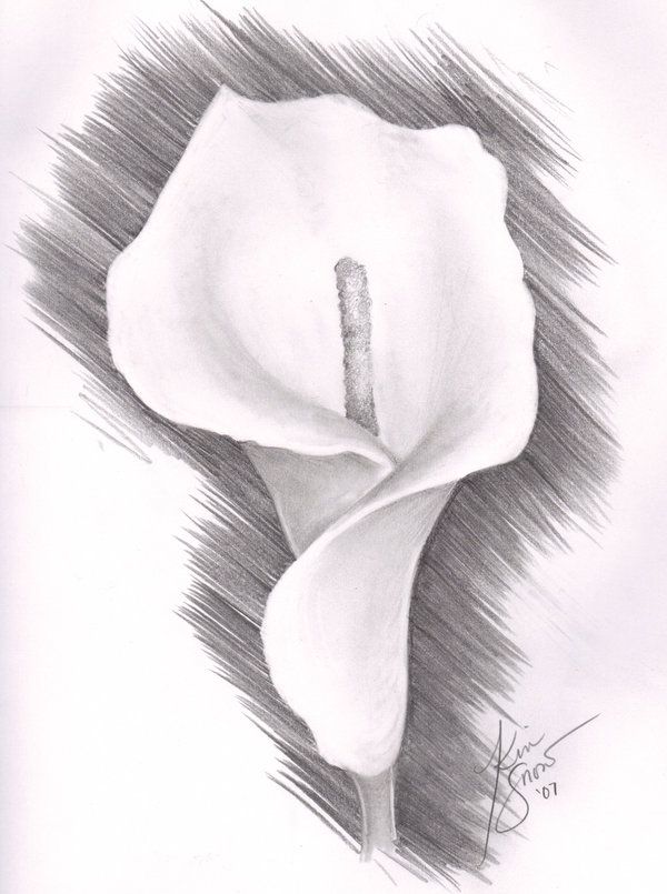 600x805 Lily Flower Drawing Pencil Botanical Drawings Calla Lily I - Calla Lily Sketch