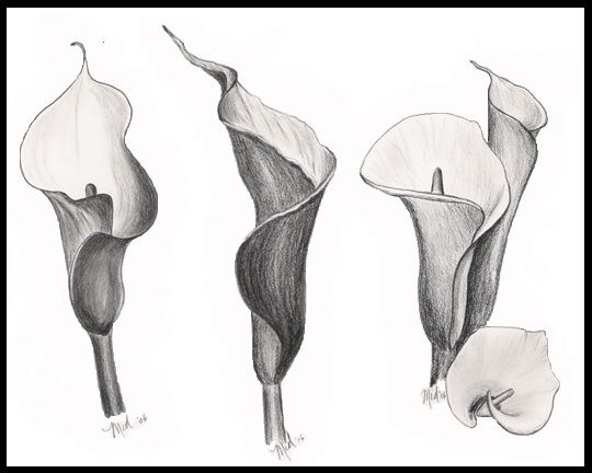 540x432 Pin By Danessa Alfonso On Tats Draw, Lilies Drawing - Calla Lily Sketch