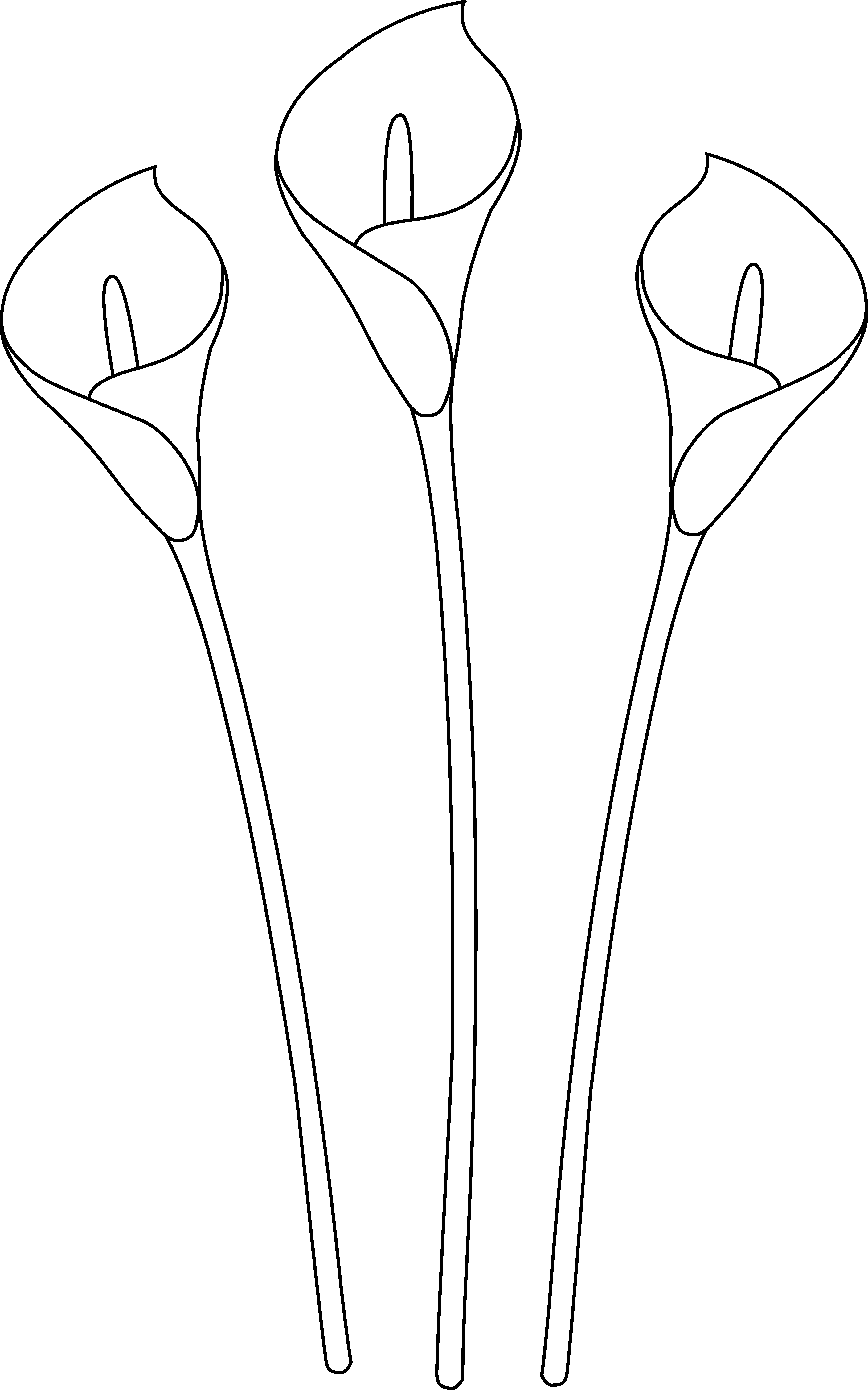 4552x7286 Sympathy Clipart Calla Lily ~ Frames ~ Illustrations ~ Hd Images - Calla Lily Sketch