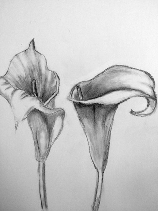 320x427 Two Calla Lilies. - Calla Lily Sketch