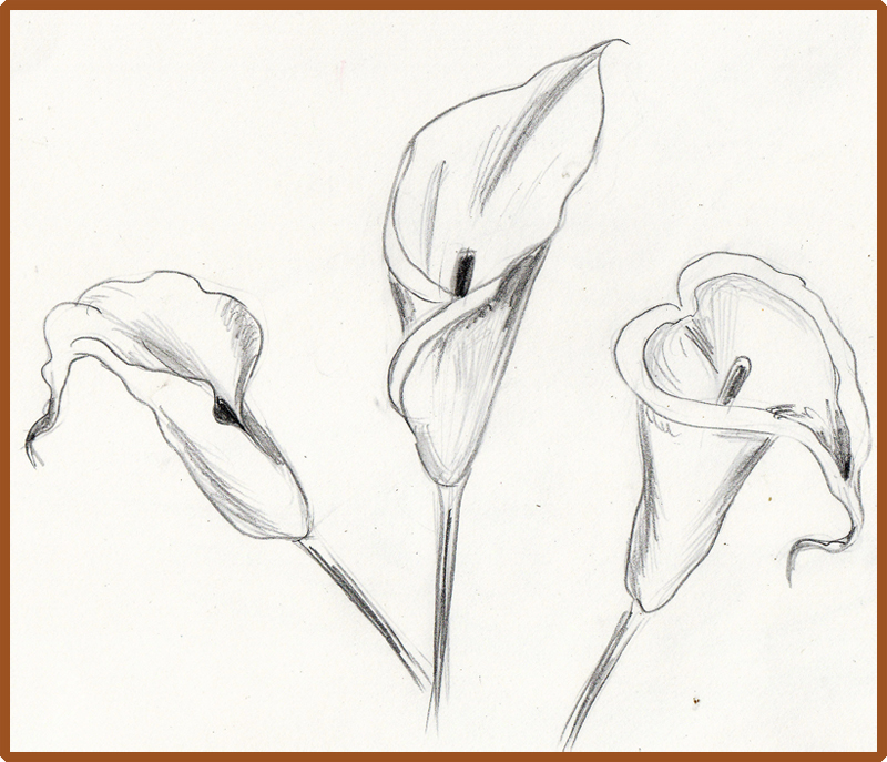 800x687 Weekly Doodles And Tuts How To Draw A Calla Lily Method 3 - Calla Lily Sketch