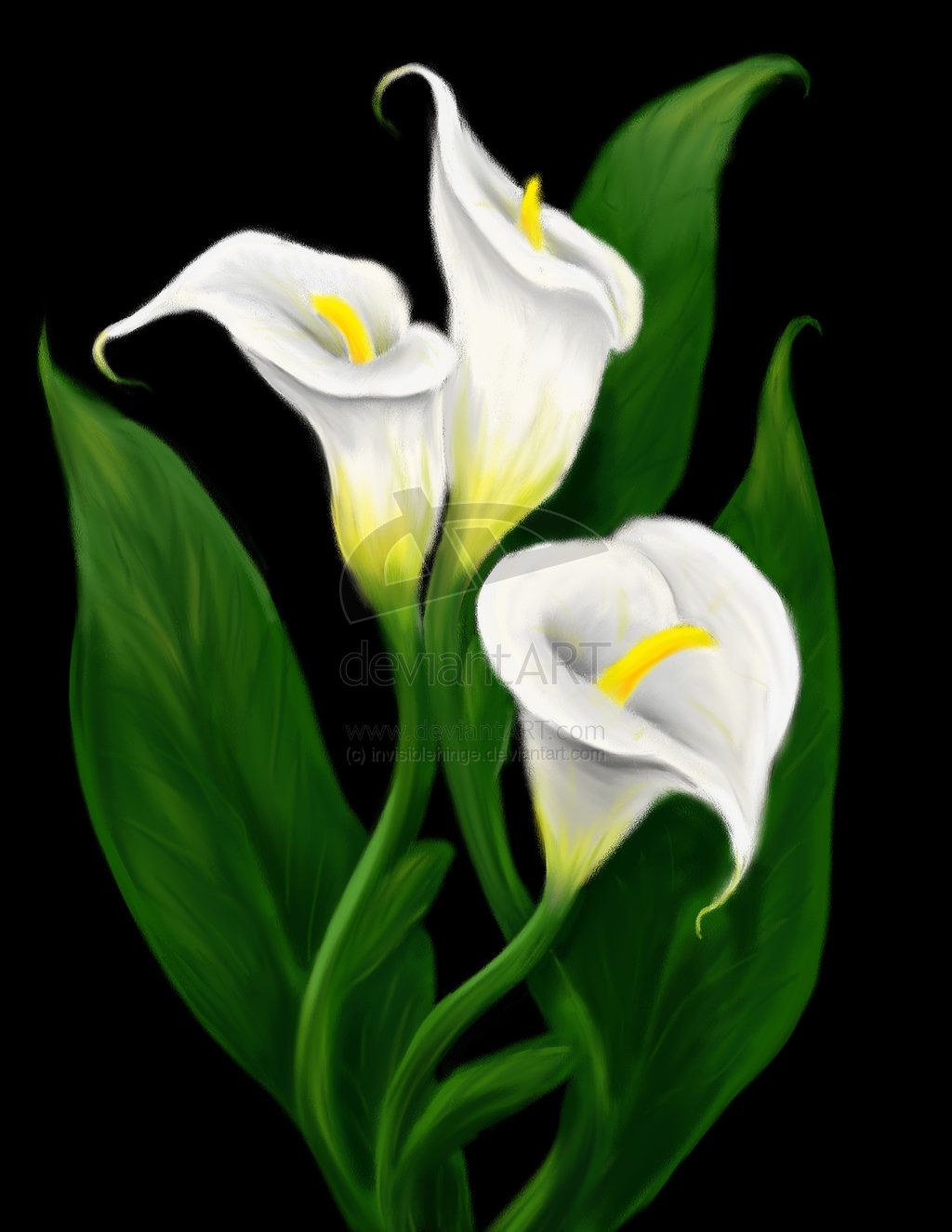 1024x1325 Calla Lily Painting Calla Lilies By Invisiblehinge Digital Art - Calla Lily Sketch