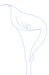 170x260 Outline Sketch Of Calla Lilli Calla Lily Final Step Tattoos In - Calla Lily Sketch