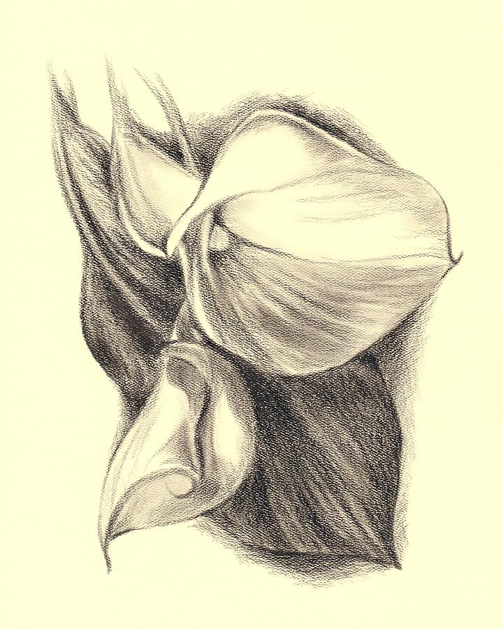 720x900 Calla Lilies Drawing By Mm Anderson - Calla Lily Sketch