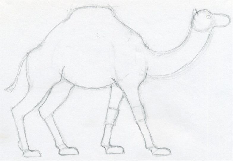 784x543 How To Draw A Camel, Simple, Quick In Color Pencil. - Camel Sketch