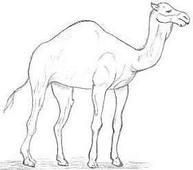 280x247 How To Draw Camels Drawing Tutorials Amp Drawing Amp How To Draw - Camel Sketch