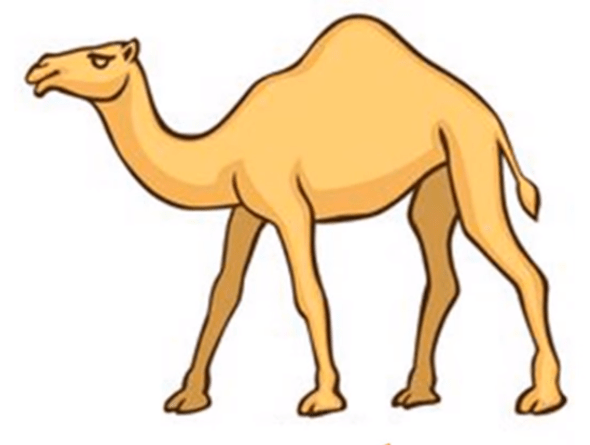 590x445 How To Draw A Camel - Camel Sketch