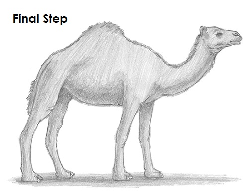 500x385 How To Draw A Camel - Camel Sketch