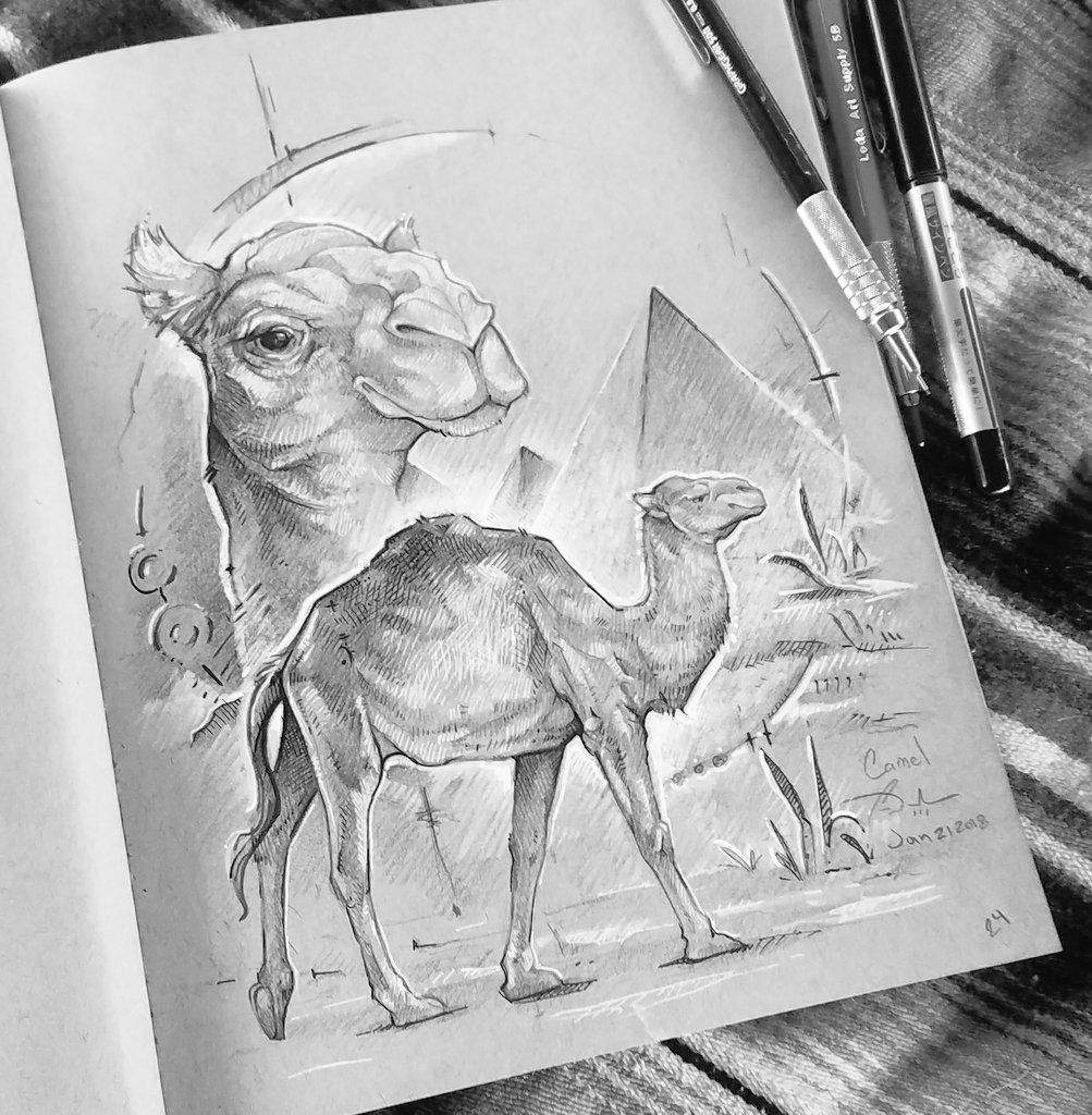1003x1024 Camel Sketch Art Amino - Camel Sketch Images