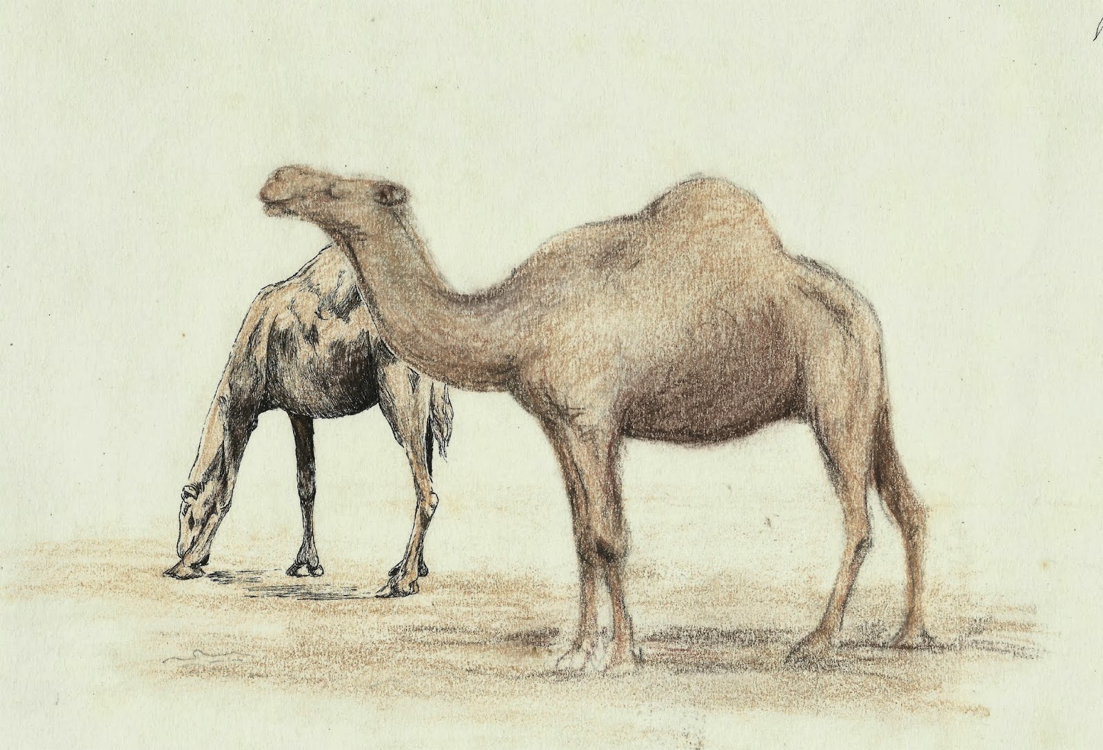 1600x1089 Camel Sketch - Camel Sketch Images