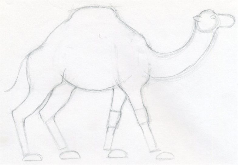 784x543 How To Draw A Camel, Simple, Quick In Color Pencil. - Camel Sketch Images
