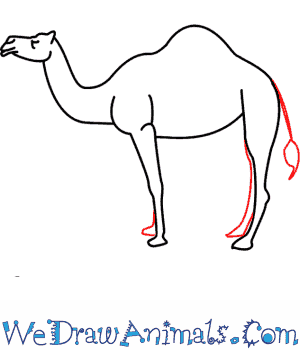 300x350 How To Draw A Camel - Camel Sketch Images