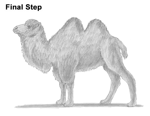 500x386 How To Draw A Camel (Bactrian) - Camel Sketch Images