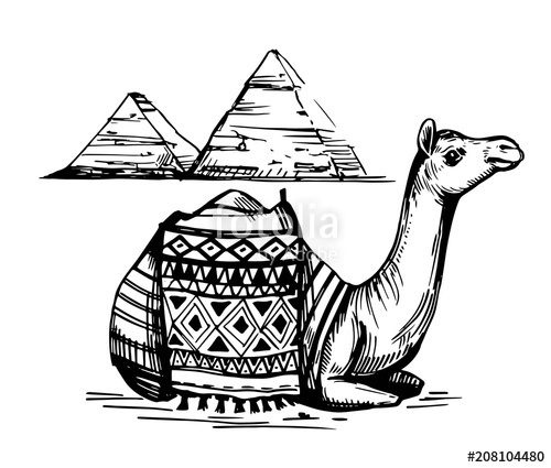 500x425 Sketch Of Camel Stock Image And Royalty Free Vector Files On - Camel Sketch Images