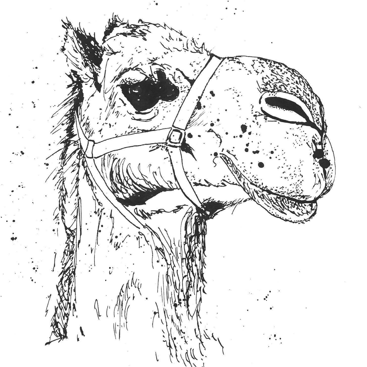 1483x1483 Camel - Camel Sketch Images