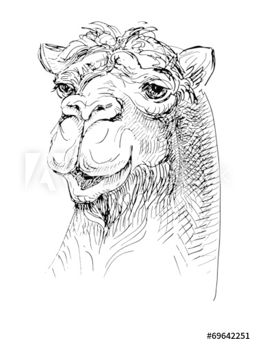 371x500 Artwork Camel, Sketch Black And White Drawing - Camel Sketch Images