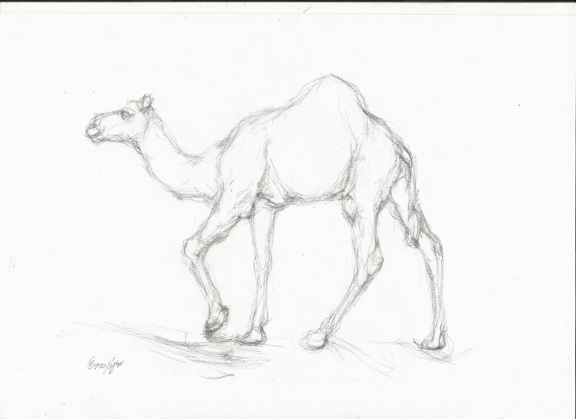 2338x1700 Camel Sketch Nightwithdeer - Camel Sketch Images