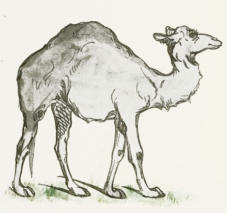 469x439 Camel Drawing - Camel Sketch Images