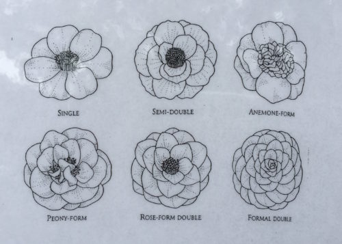 500x357 Camellia Flower Forms - Camellia Sketch