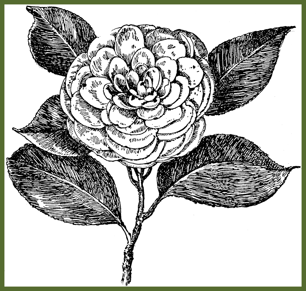 1054x1003 Collection Of Free Downing Clipart Camellia. Download On Ubisafe - Camellia Sketch