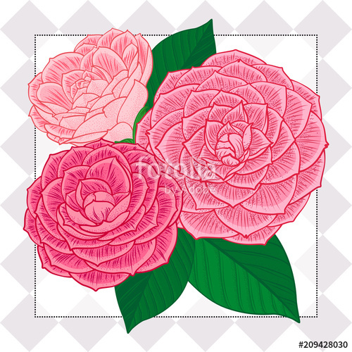 500x500 Color Graphic Set - Camellia Sketch