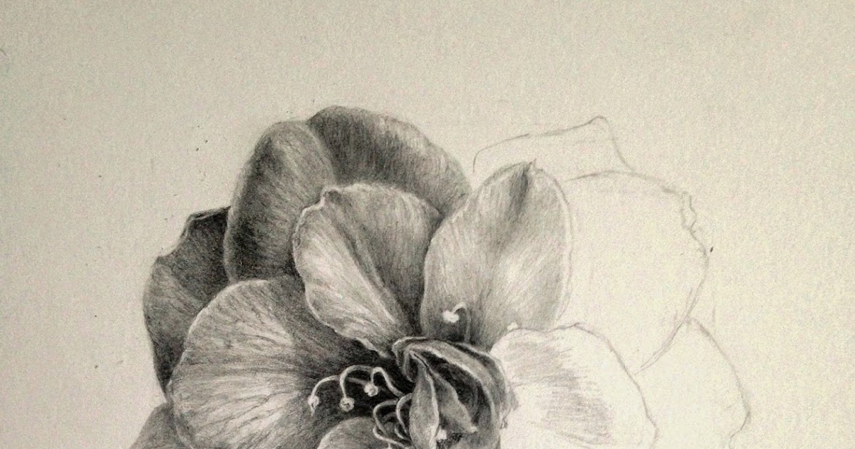 1200x630 Dianne Sutherland Day 12 Unfinished Camellia Drawing, Plus Some - Camellia Sketch