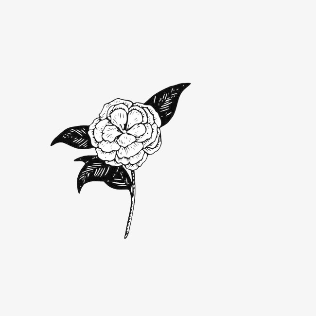 650x650 Flower, Flower Clipart, Camellia, Sketch Png Image And Clipart For - Camellia Sketch