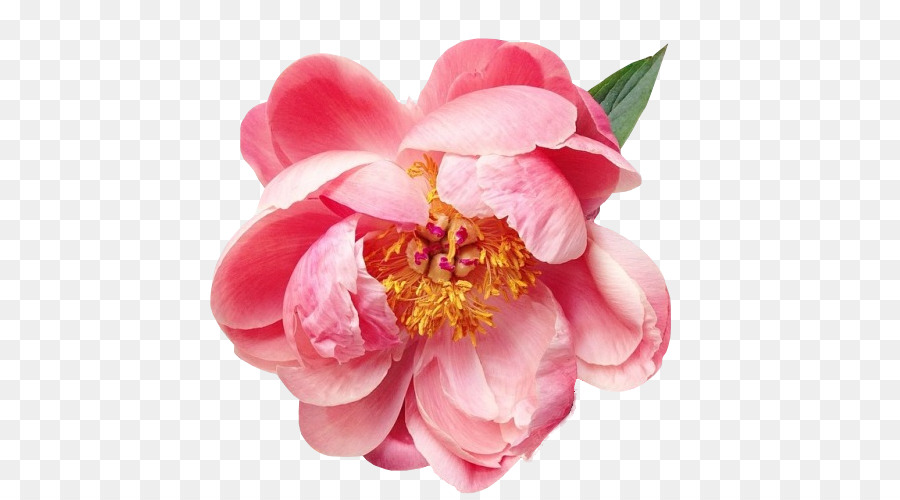 900x500 Flower Painting Floral Design Clip Art - Camellia Sketch