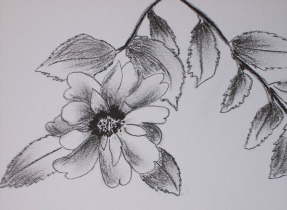 570x418 Original Charcoal Drawing. Sasanqua Camellia Drawing.charcoal Etsy - Camellia Sketch