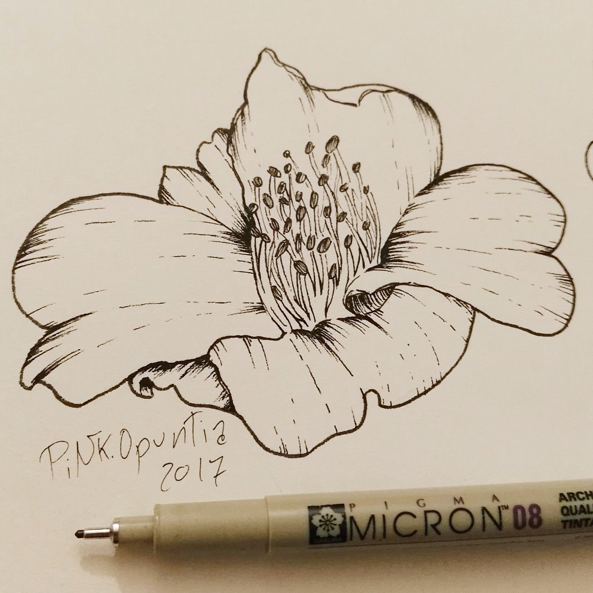1200x1200 Pink.opuntia On Twitter - Camellia Sketch
