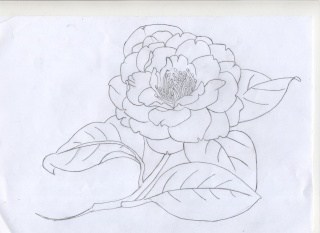 320x233 The Camellia, As Presented By Tomoki Moriyama Nihonga - Camellia Sketch