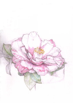 285x400 Works Camellia (Sketch) - Camellia Sketch