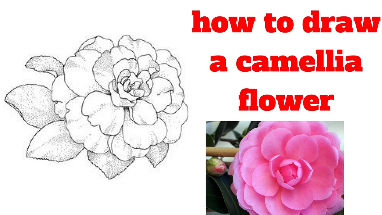 1280x720 How To Draw A Camellia Flower Draw Sketch - Camellia Sketch