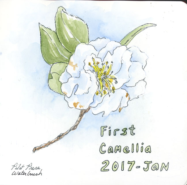 649x642 Sbwatercolors And Sketching Quick Sketch - Camellia Sketch