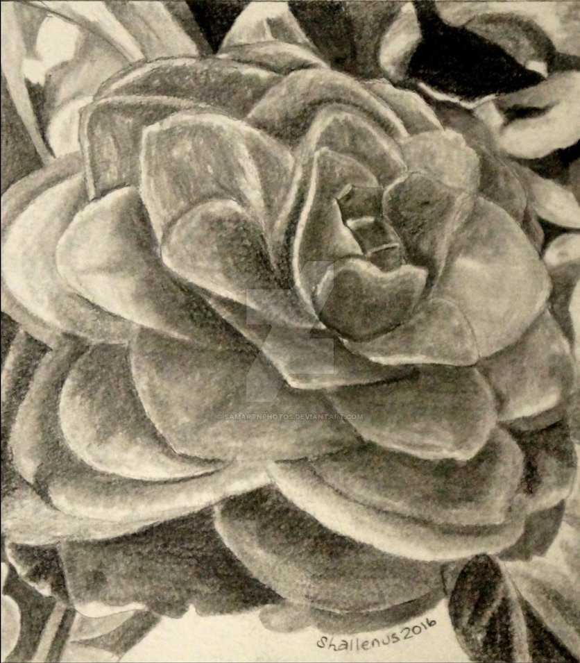 836x955 Camellia Sketch By Samartnphotos - Camellia Sketch