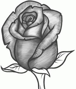 260x302 How To Sketch A Rose - Can Sketch