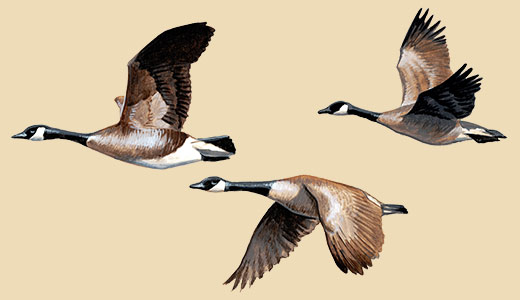 520x300 Canada Goose Facts, Information Amp Photos - Canada Goose Sketch