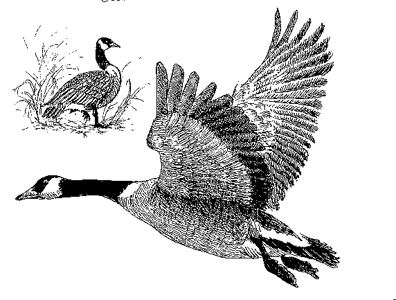 572x433 Canada Goose Line Drawing - Canada Goose Sketch