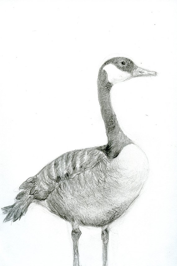 Canada Goose Sketch at PaintingValley.com | Explore collection of ...