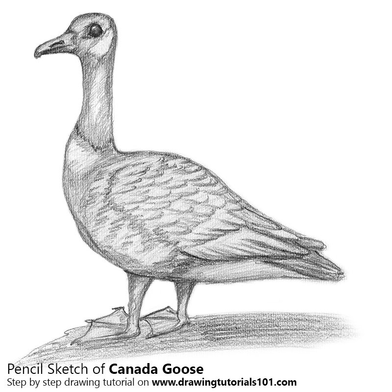 800x800 Canada Goose Pencil Drawing - Canada Goose Sketch