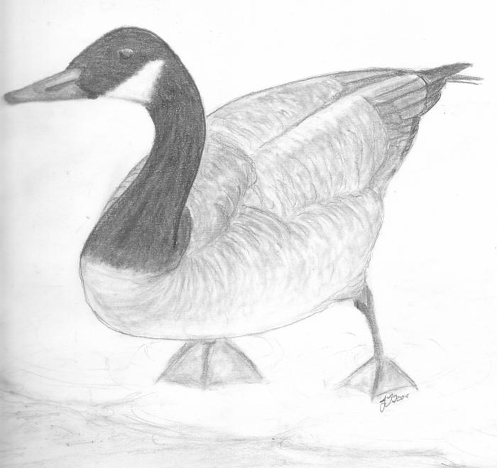 700x659 Canada Goose Sketch By Sunstars - Canada Goose Sketch